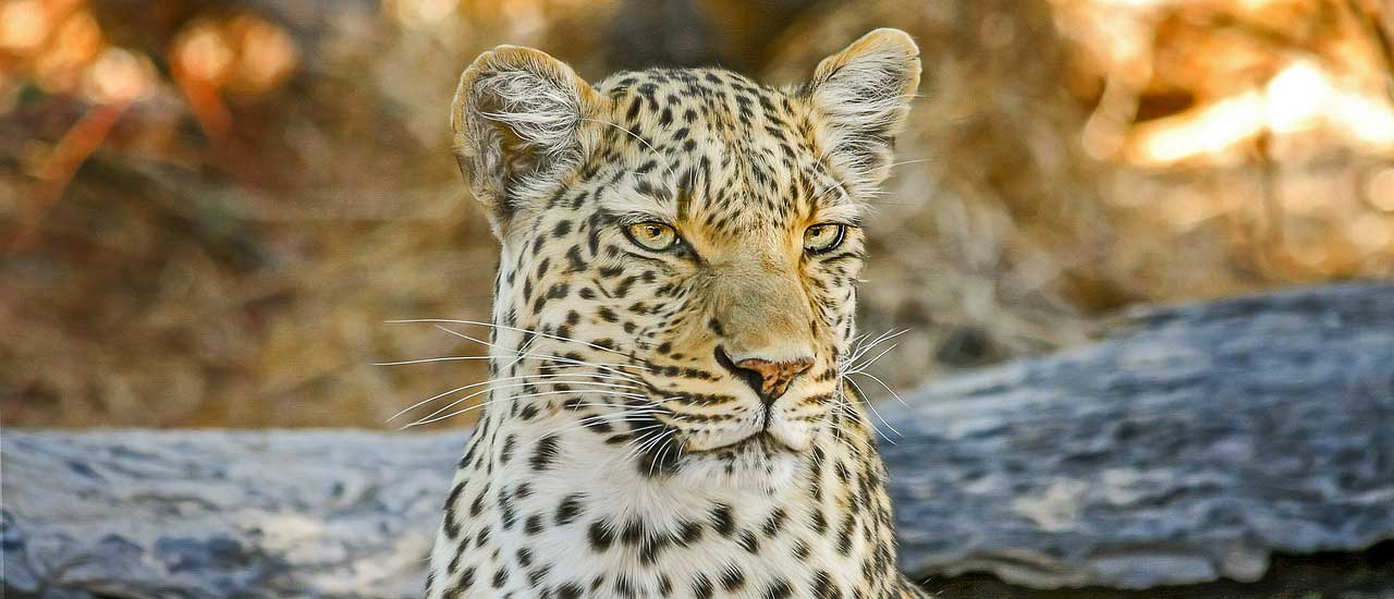 Botsuana: Qué Ver y Dónde Ir en Este Paraíso Natural de África